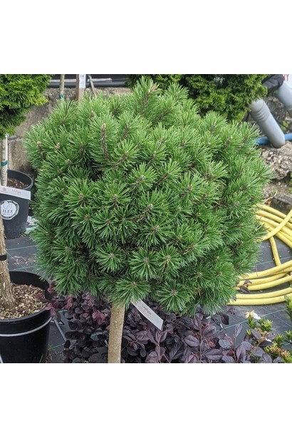 Сосна гірська Гном на штамбі